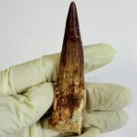 Spinosaurus Dinosaur Tooth Fossil – Authentic Cretaceous Dinosaur | FossilPaleo - Image 9