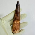 Spinosaurus Dinosaur Tooth Fossil – Authentic Cretaceous Dinosaur | FossilPaleo - Image 9