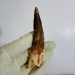 Spinosaurus Dinosaur Tooth Fossil – Authentic Cretaceous Dinosaur | FossilPaleo - Image 3