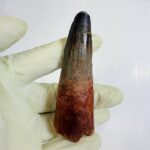 Authentic Spinosaurus Dinosaur Tooth Fossil from the Cretaceous Period | FossilPaleo - Image 3
