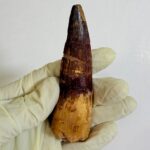 Real Spinosaurus Dinosaur Tooth Fossil | 100 Million Years Old | FossilPaleo - Image 2