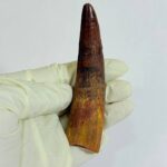 Real Spinosaurus Tooth Fossil | 100 Million Years Old | FossilPaleo - Image 8