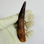 Authentic Spinosaurus Dinosaur Tooth – 100 Million Year Old Fossil | FossilPaleo - Image 2