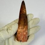 Real Spinosaurus Dinosaur Tooth Fossil | 100 Million Years Old | FossilPaleo - Image 2