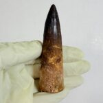 Real Spinosaurus Dinosaur Tooth Fossil | 100 Million Years Old | FossilPaleo - Image 2