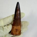 Real Spinosaurus Dinosaur Tooth Fossil | 100 Million Years Old | FossilPaleo - Image 2