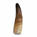 Authentic Spinosaurus Tooth | 100 Million Year Old Fossil
