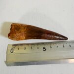Real Spinosaurus Dinosaur Tooth Fossil | 100 Million Years Old | FossilPaleo - Image 11