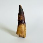 Real Spinosaurus Dinosaur Tooth Fossil | 100 Million Years Old | FossilPaleo