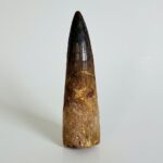 Real Spinosaurus Dinosaur Tooth Fossil | 100 Million Years Old | FossilPaleo