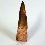Real Spinosaurus Dinosaur Tooth Fossil | 100 Million Years Old | FossilPaleo