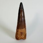 Real Spinosaurus Dinosaur Tooth Fossil | 100 Million Years Old | FossilPaleo