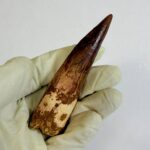 Spinosaurus Dinosaur Tooth Fossil – Authentic Cretaceous Dinosaur | FossilPaleo - Image 8