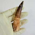 Spinosaurus Dinosaur Tooth Fossil – Authentic Cretaceous Dinosaur | FossilPaleo - Image 3