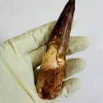 Spinosaurus Dinosaur Tooth Fossil – Authentic Cretaceous Dinosaur | FossilPaleo - Image 8