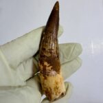 Spinosaurus Dinosaur Tooth Fossil – Authentic Cretaceous Dinosaur | FossilPaleo - Image 4