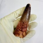 Authentic Spinosaurus Dinosaur Tooth Fossil from the Cretaceous Period | FossilPaleo - Image 4