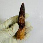 Real Spinosaurus Dinosaur Tooth Fossil | 100 Million Years Old | FossilPaleo - Image 3
