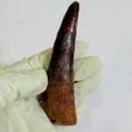 Real Spinosaurus Tooth Fossil | 100 Million Years Old | FossilPaleo - Image 7
