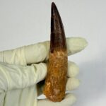 100 Million Year Old Spinosaurus Dinosaur Tooth – Real Fossil | FossilPaleo - Image 3