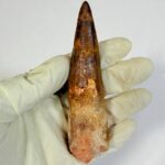 Real Spinosaurus Dinosaur Tooth Fossil | 100 Million Years Old | FossilPaleo - Image 3