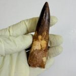 Real Spinosaurus Dinosaur Tooth Fossil | 100 Million Years Old | FossilPaleo - Image 3