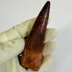 Real Spinosaurus Dinosaur Tooth Fossil | 100 Million Years Old | FossilPaleo - Image 3