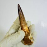 Authentic Spinosaurus Tooth | 100 Million Year Old Fossil - Image 5