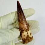 Spinosaurus Dinosaur Tooth Fossil – Authentic Cretaceous Dinosaur | FossilPaleo - Image 7