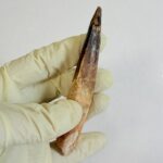 Spinosaurus Dinosaur Tooth Fossil – Authentic Cretaceous Dinosaur | FossilPaleo - Image 4