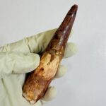 Spinosaurus Dinosaur Tooth Fossil – Authentic Cretaceous Dinosaur | FossilPaleo - Image 7