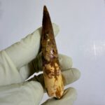 Spinosaurus Dinosaur Tooth Fossil – Authentic Cretaceous Dinosaur | FossilPaleo - Image 5
