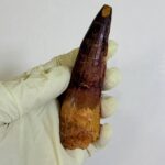 Real Spinosaurus Dinosaur Tooth Fossil | 100 Million Years Old | FossilPaleo - Image 4
