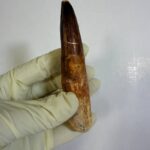Authentic Spinosaurus Tooth | 100 Million Year Old Fossil - Image 4