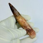 Real Spinosaurus Tooth Fossil | 100 Million Years Old | FossilPaleo - Image 4