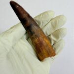 Real Spinosaurus Tooth Fossil | 100 Million Years Old | FossilPaleo - Image 6