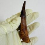 Authentic Spinosaurus Dinosaur Tooth – 100 Million Year Old Fossil | FossilPaleo - Image 4