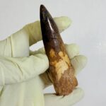 Real Spinosaurus Dinosaur Tooth Fossil | 100 Million Years Old | FossilPaleo - Image 4