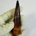 Real Spinosaurus Dinosaur Tooth Fossil | 100 Million Years Old | FossilPaleo - Image 4