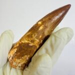 Authentic Spinosaurus Tooth | 100 Million Year Old Fossil - Image 6