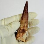 Spinosaurus Dinosaur Tooth Fossil – Authentic Cretaceous Dinosaur | FossilPaleo - Image 6
