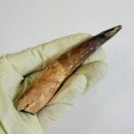 Spinosaurus Dinosaur Tooth Fossil – Authentic Cretaceous Dinosaur | FossilPaleo - Image 5