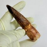 Spinosaurus Dinosaur Tooth Fossil – Authentic Cretaceous Dinosaur | FossilPaleo - Image 6