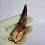 Spinosaurus Dinosaur Tooth Fossil – Authentic Cretaceous Dinosaur | FossilPaleo - Image 6