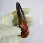 Authentic Spinosaurus Dinosaur Tooth Fossil from the Cretaceous Period | FossilPaleo - Image 6