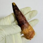 Real Spinosaurus Dinosaur Tooth Fossil | 100 Million Years Old | FossilPaleo - Image 5