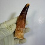 Authentic Spinosaurus Tooth | 100 Million Year Old Fossil - Image 5