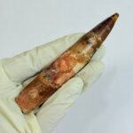 Real Spinosaurus Tooth Fossil | 100 Million Years Old | FossilPaleo - Image 5