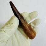 Real Spinosaurus Tooth Fossil | 100 Million Years Old | FossilPaleo - Image 9