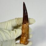 100 Million Year Old Spinosaurus Dinosaur Tooth – Real Fossil | FossilPaleo - Image 5